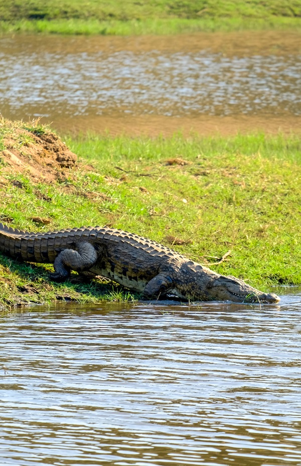 GATOR PARK